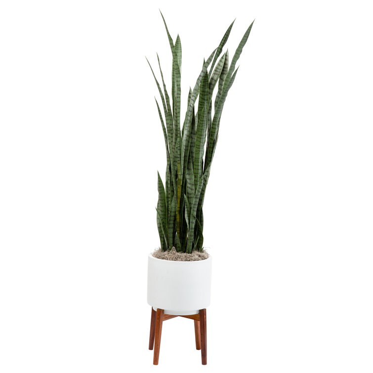 Orren Ellis 73'' Faux Snake Plant in Planter Wayfair